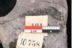 Foto (Detailansicht) von Noeggerathia palmaeformis Goeppert (NHMW-GEO-2024-0188-10758)